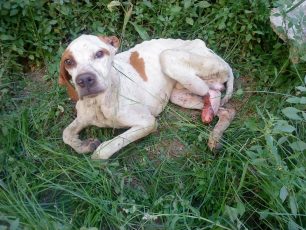 Άργος: Σκύλος σκελετωμένος ράτσας Πόιντερ περιφέρεται με ακρωτηριασμένο το πόδι